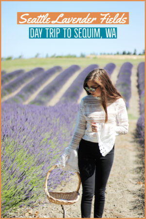 Seattle Lavender Fields: Day Trip to Sequim, Washington