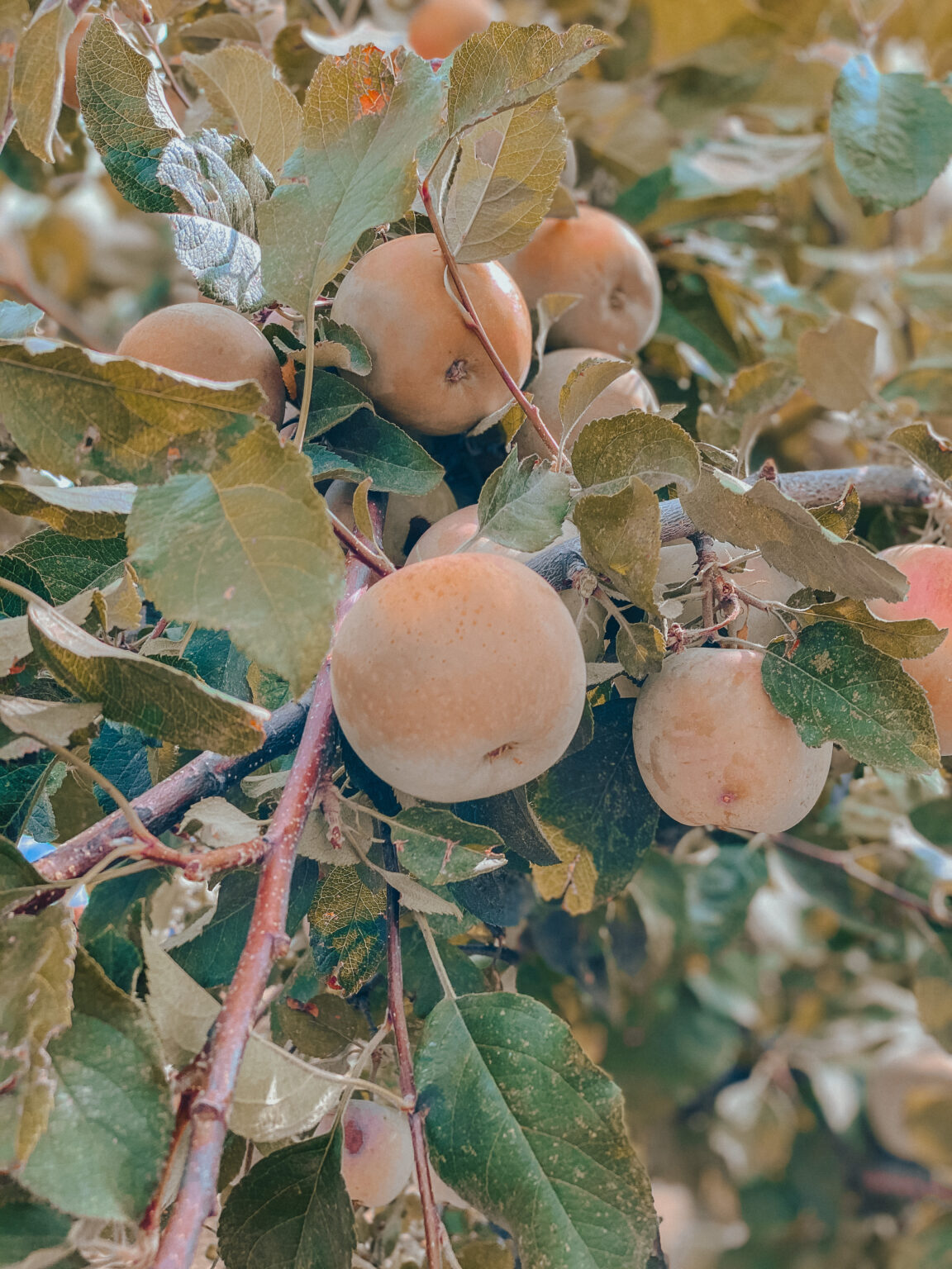 Everything You Need To Know For Going Apple Picking In Julian, CA