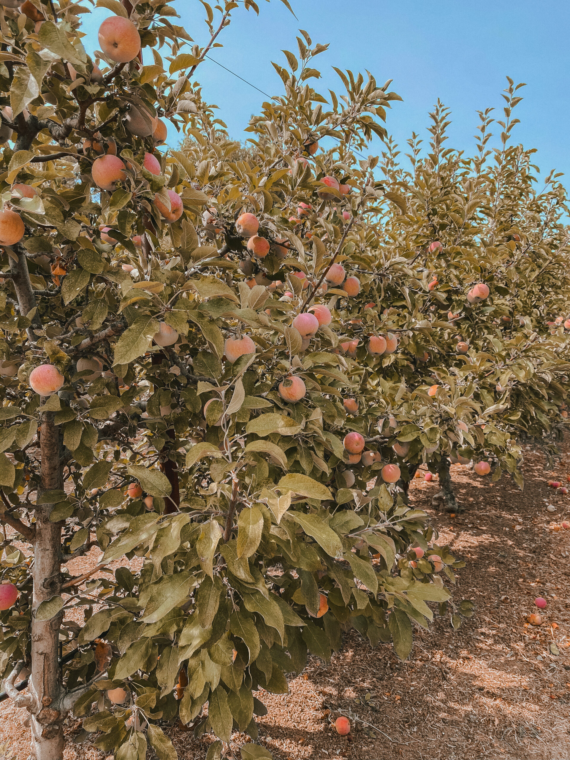 Everything You Need To Know For Going Apple Picking In Julian, CA