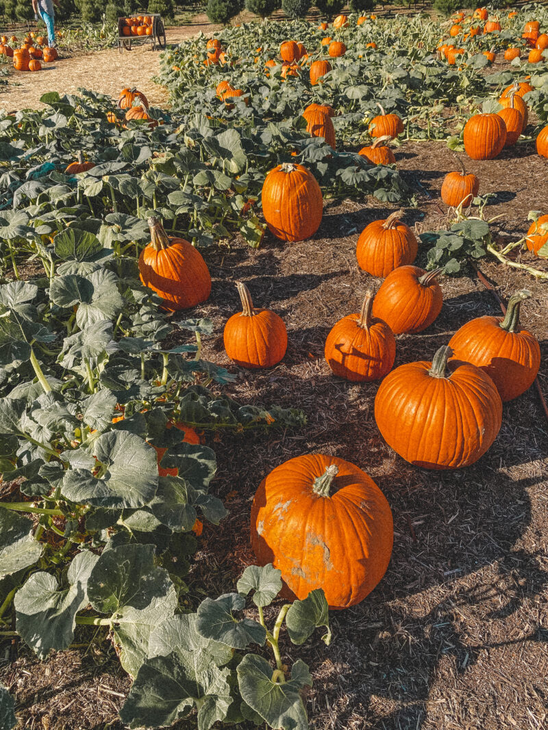 5 Best San Diego Pumpkin Patches - Palm Trees & Pellegrino