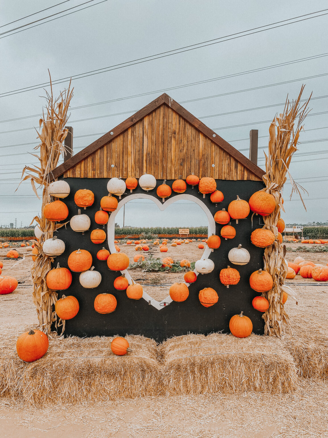 5 Best San Diego Pumpkin Patches - Palm Trees & Pellegrino