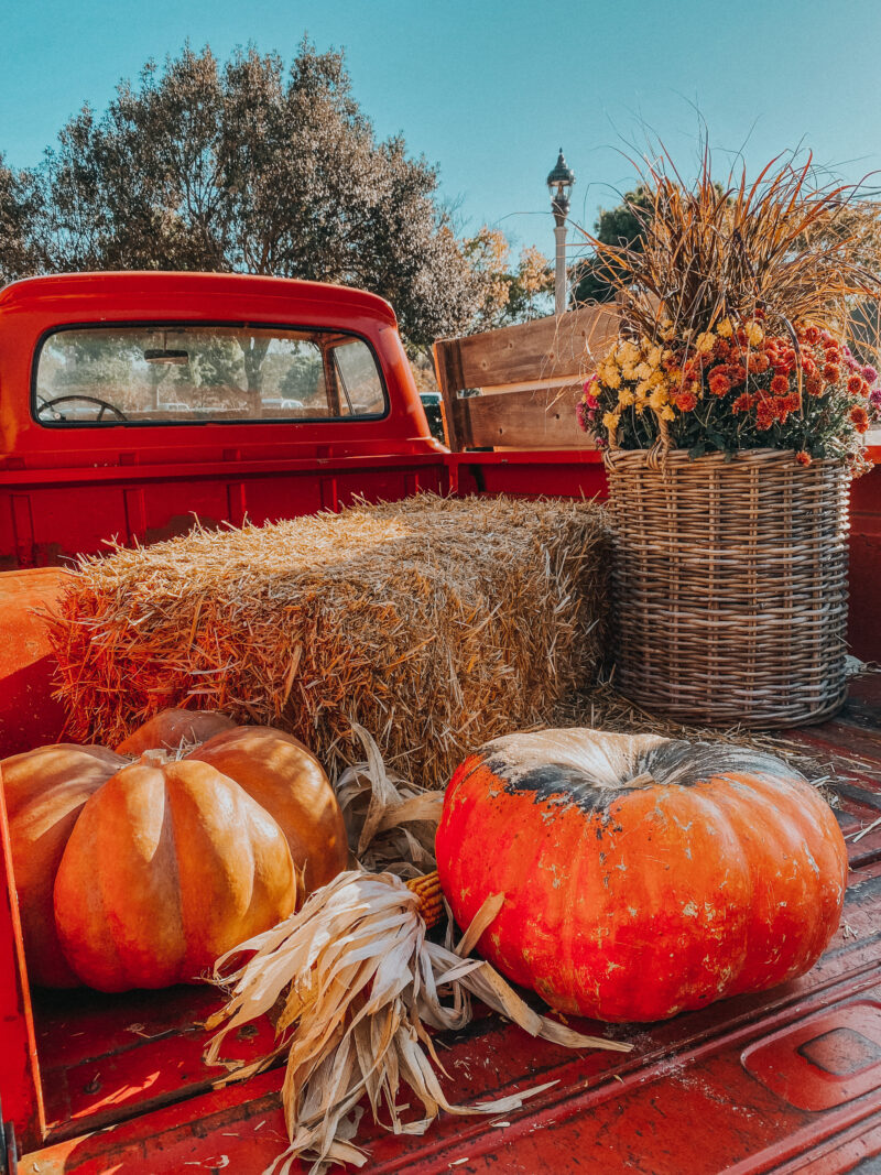 5 Best San Diego Pumpkin Patches - Palm Trees & Pellegrino