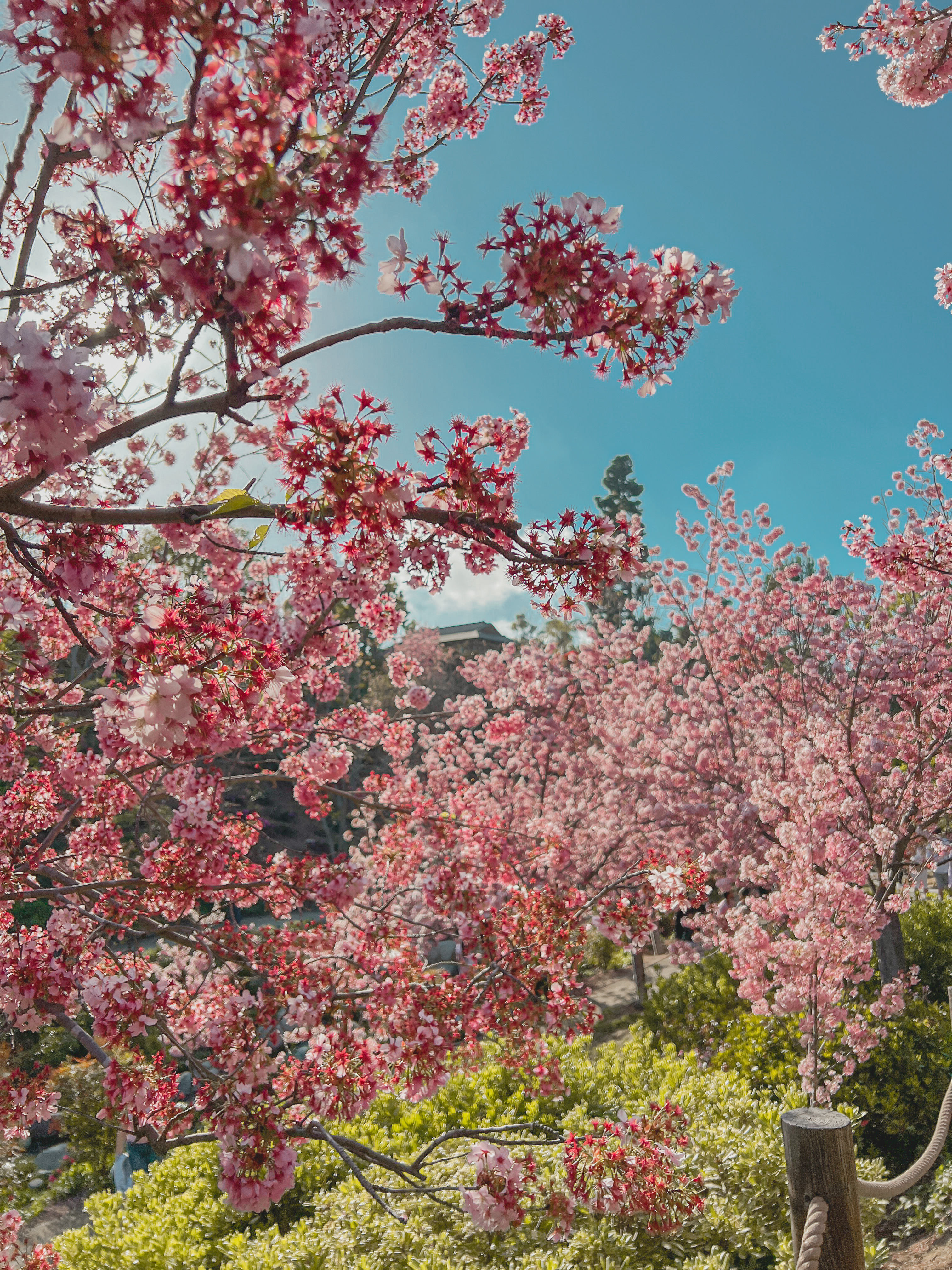 Blossom Valley : r/sandiego